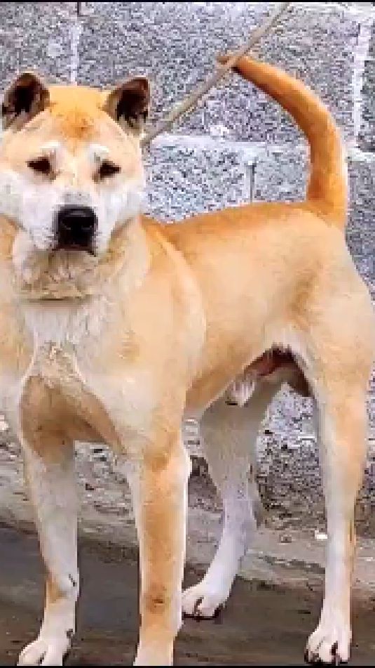 中华田园犬广西土猎犬8千多的狗就长这样