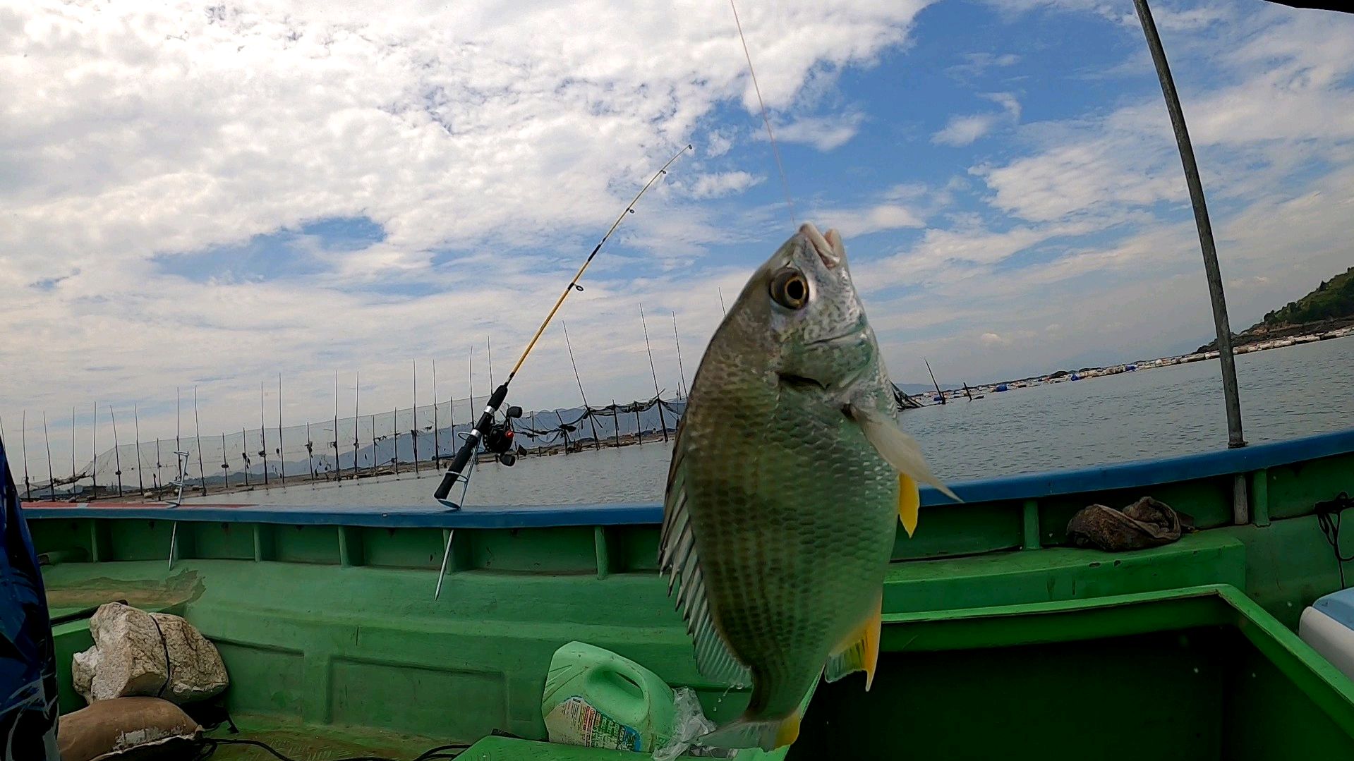 福建海钓圣地,黑鲷黄鳍鲷连竿上,博主分享线组和鱼饵经验