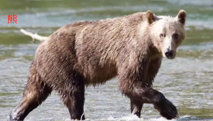 熊是什么科动物?