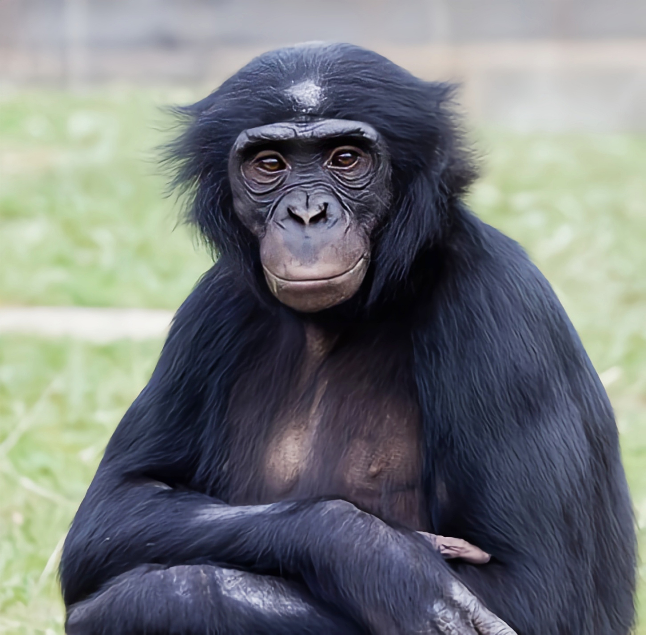 每天认识一种动物——矮黑猩猩 矮黑猩猩别名侏儒黑猩猩,人科,黑猩猩