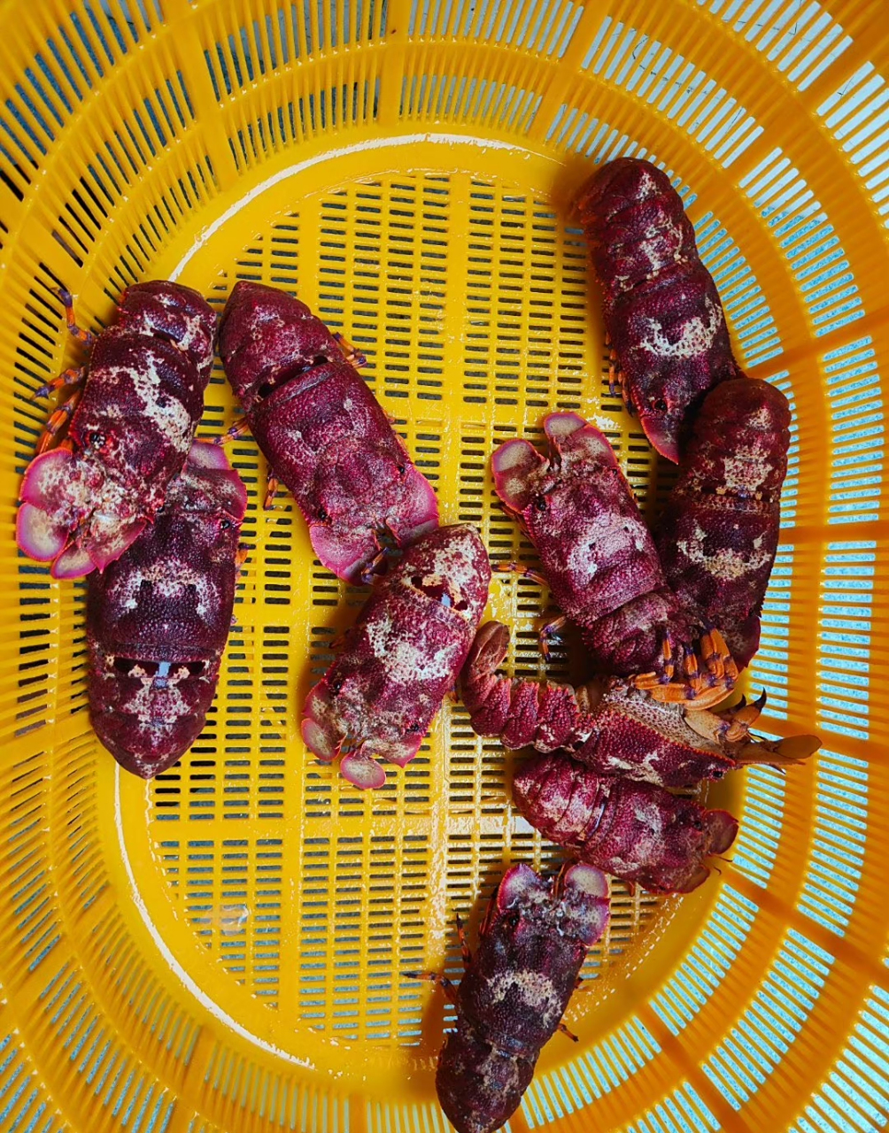 鳞突拟蝉虾,俗称犀牛虾,海战车,拖鞋龙虾,真的是太好看了!