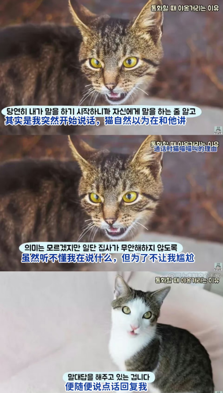 专家解释为什么人打电话时猫在旁边喵喵叫 67.[三哈]