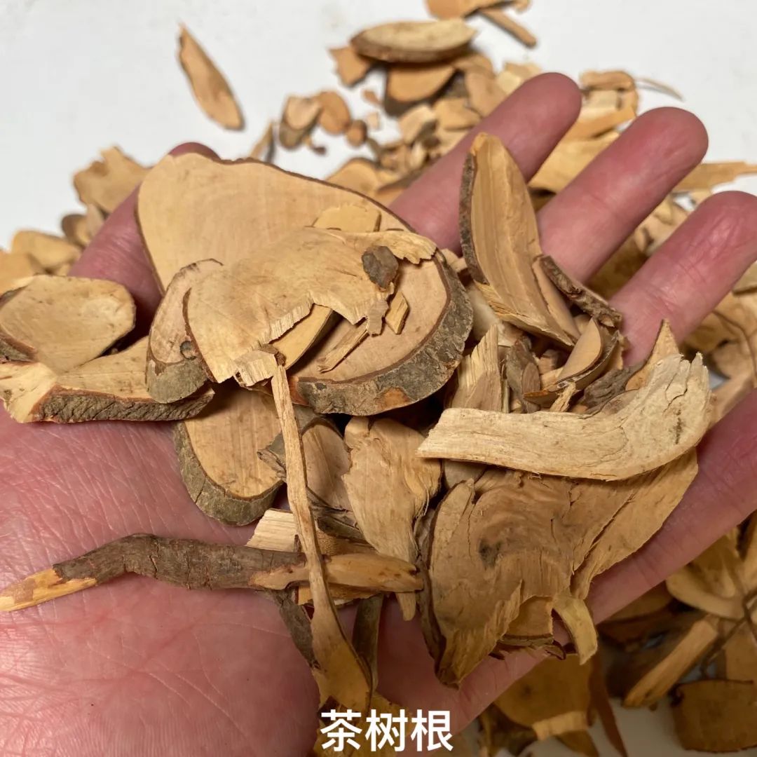 茶树根中药别名图片