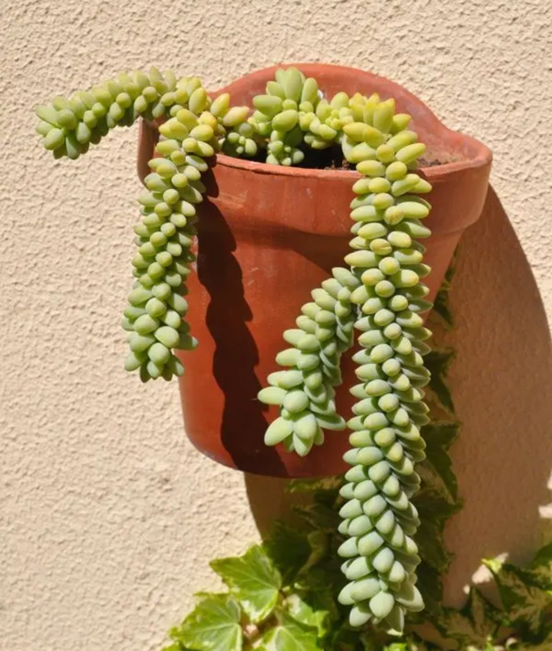 多肉玉缀,在高温阶段会休眠,不能多浇水,防止黑腐烂根  玉缀是非常