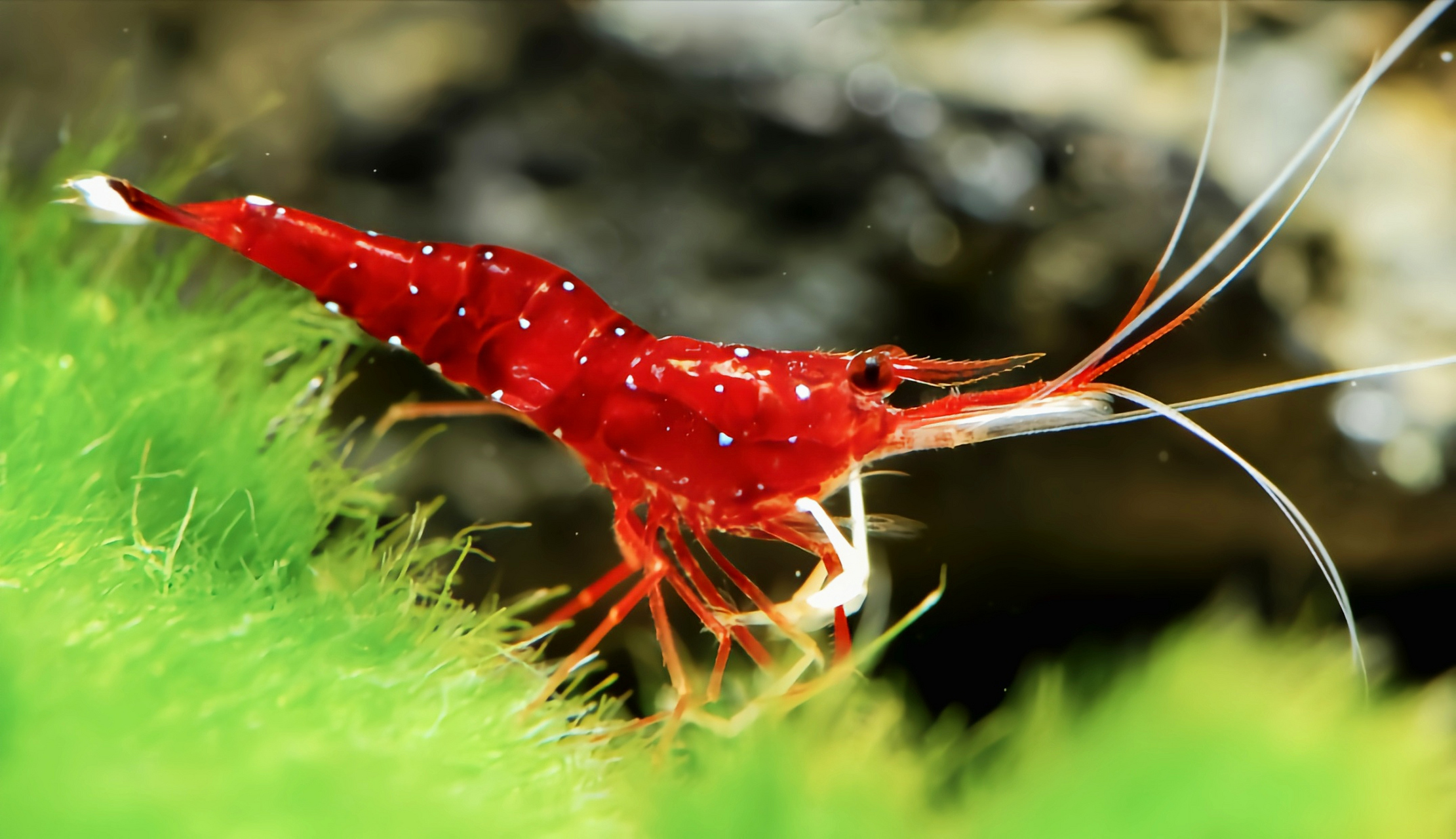 每天认识一种动物——白袜虾 白袜虾别名丹纳氏米虾,苏拉威西漫天星虾