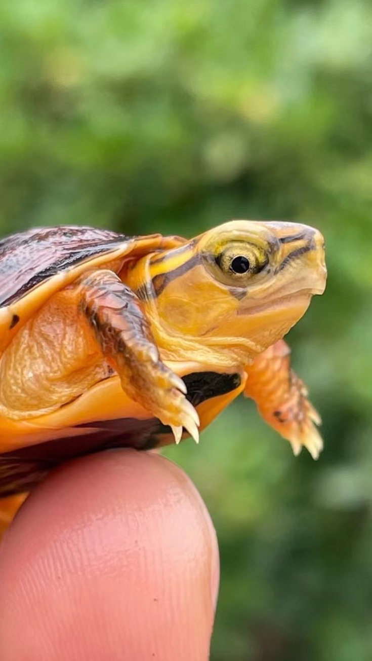 百色闭壳龟,百色人生,养龟人的终极目标之一