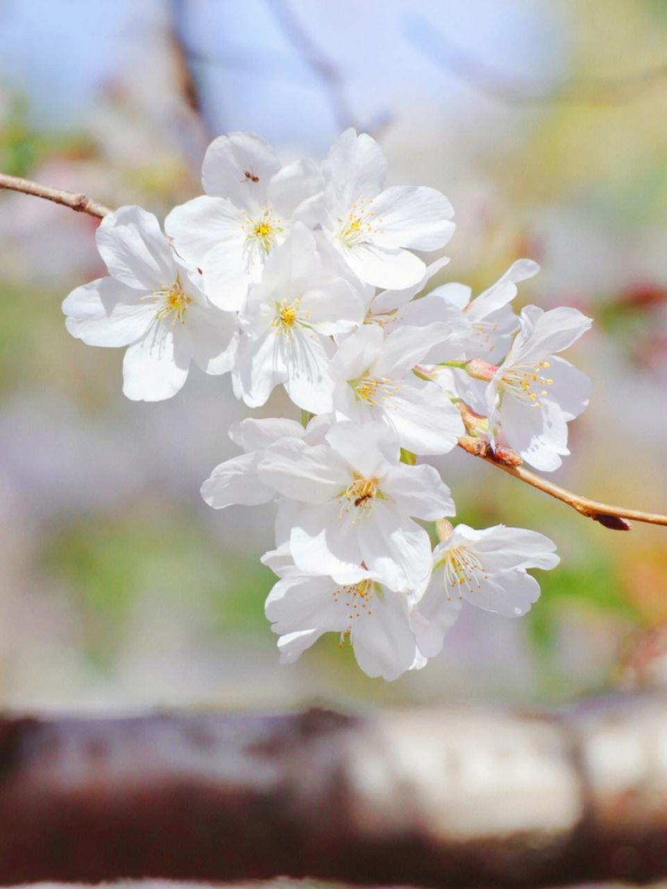 不负雨露,花开有期.  三月春光醉人,三月樱桃美人.  谁能拒绝?