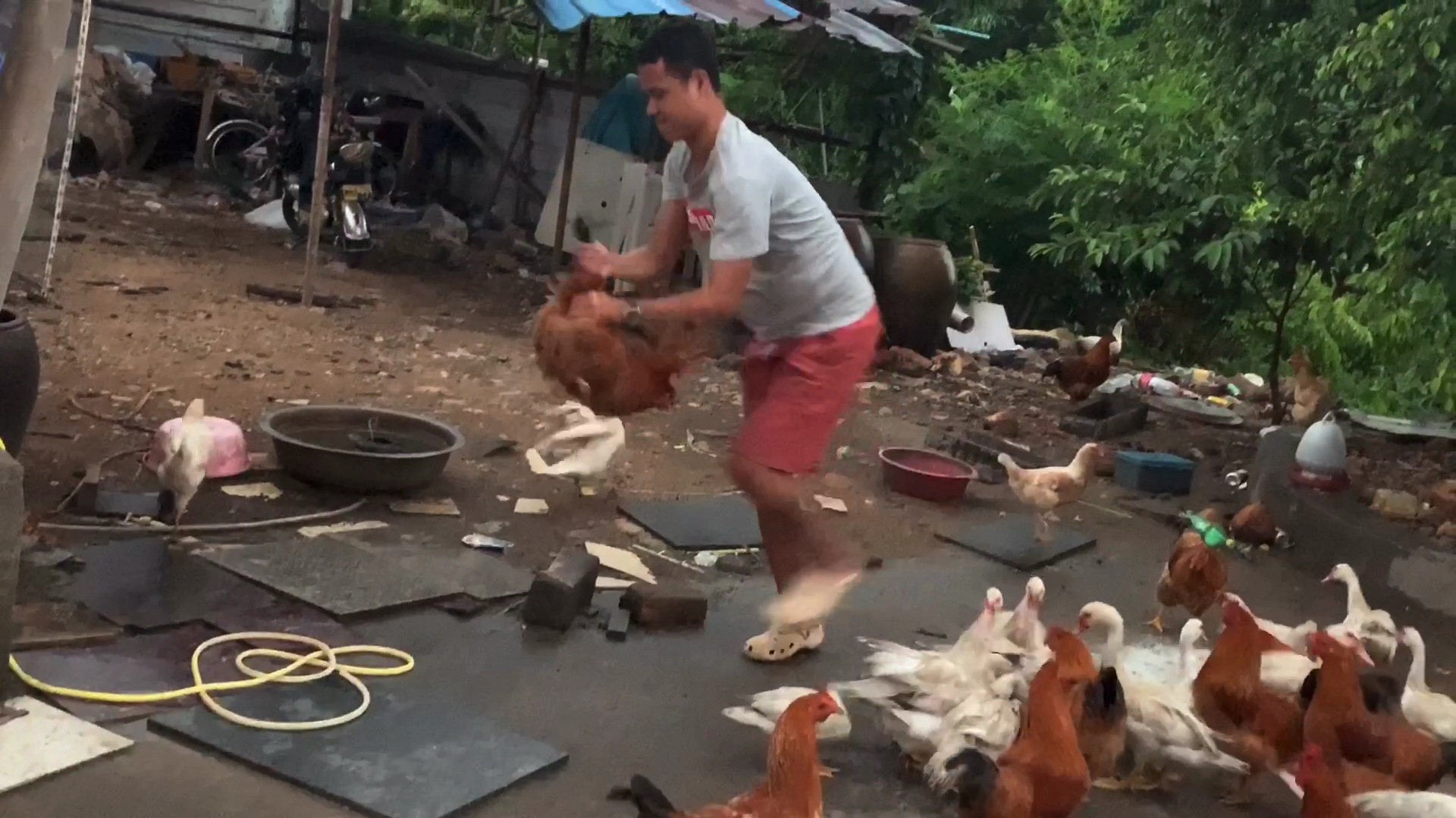 老习俗:久旱逢甘霖的暴雨天气来临,就要杀鸡杀鸭做饭吃,没听说