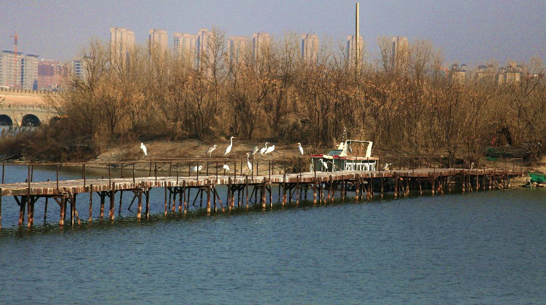 商丘古城护城河里的小可爱