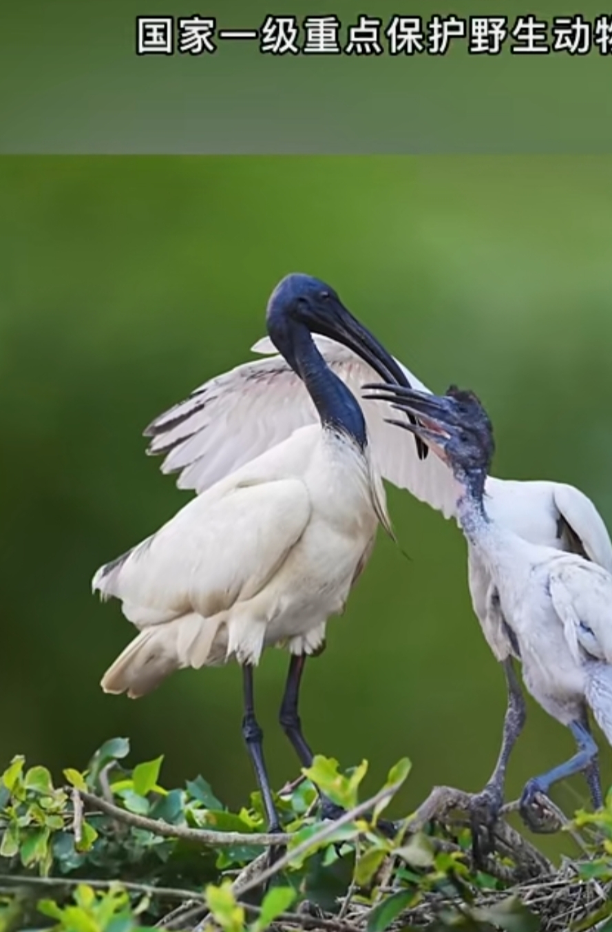 黑头白鹮属国家一级重点保护野生动物
