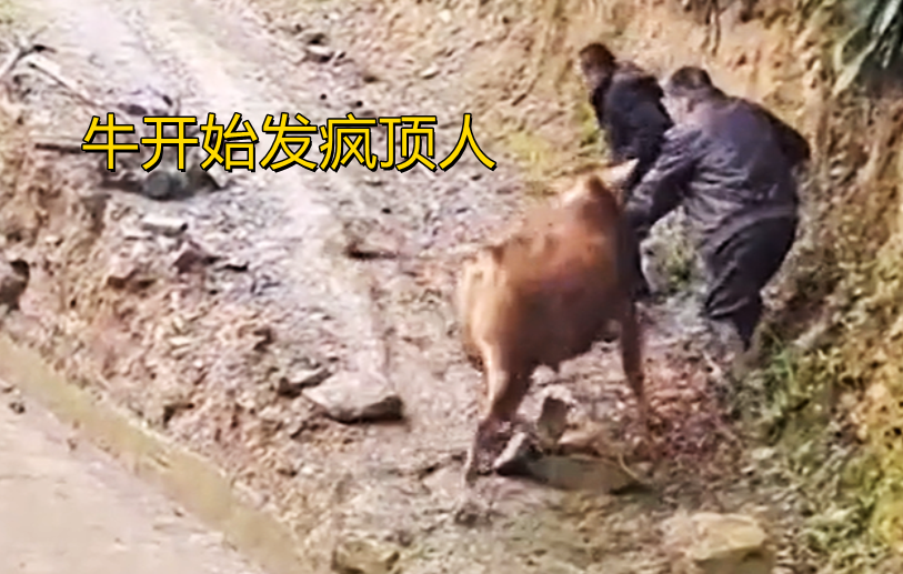 湖北:3男子赶牛过街遭牛袭击,2人被当场顶翻,看着就很疼