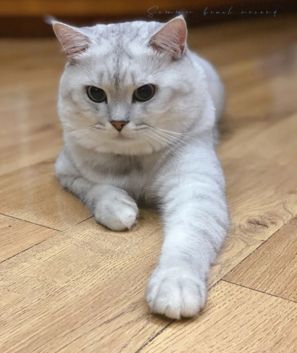 猫咪的日常生活有哪些呢?