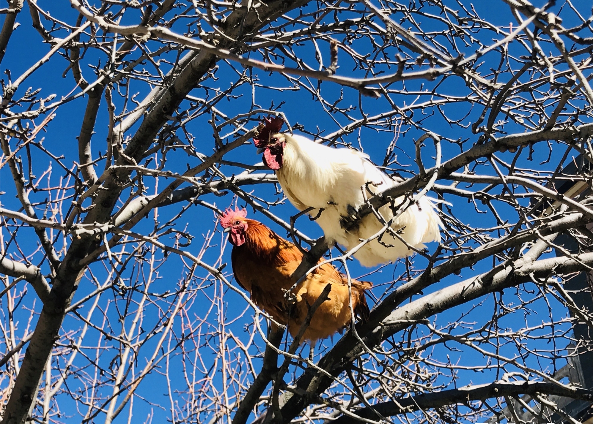 蚍蜉撼树 潘正伟