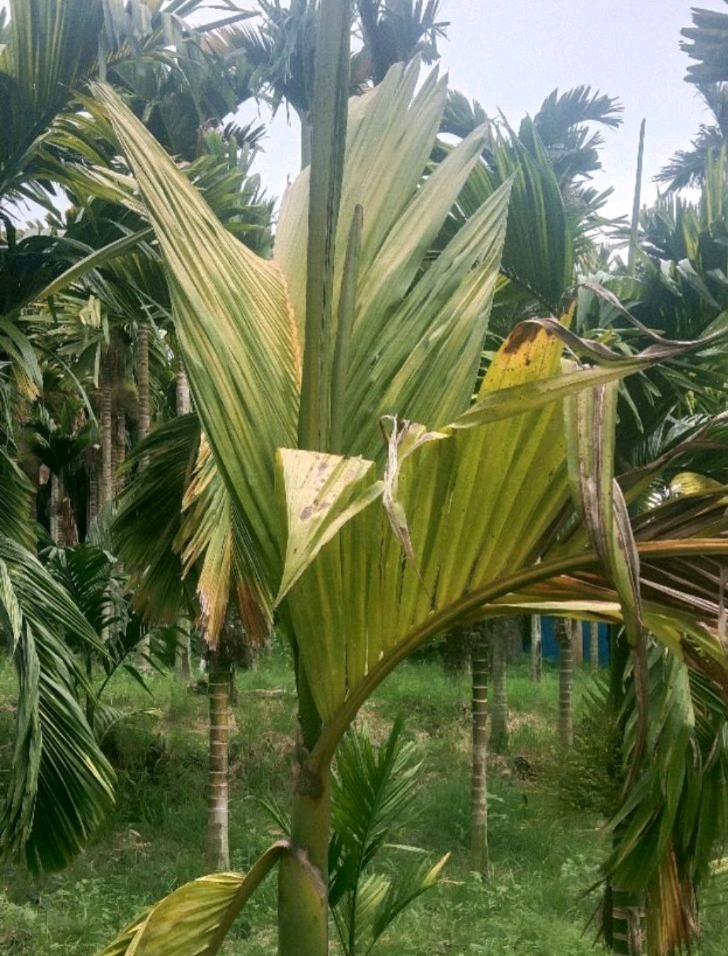 海南槟榔黄化病的危害