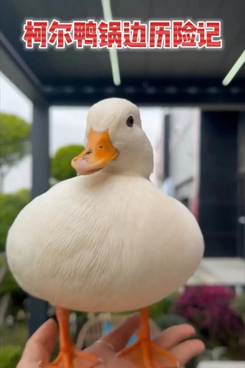 上海松江,女子饲养的一只柯尔鸭被男子掳走,价值9800