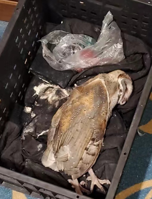 猴面猫头鹰之死