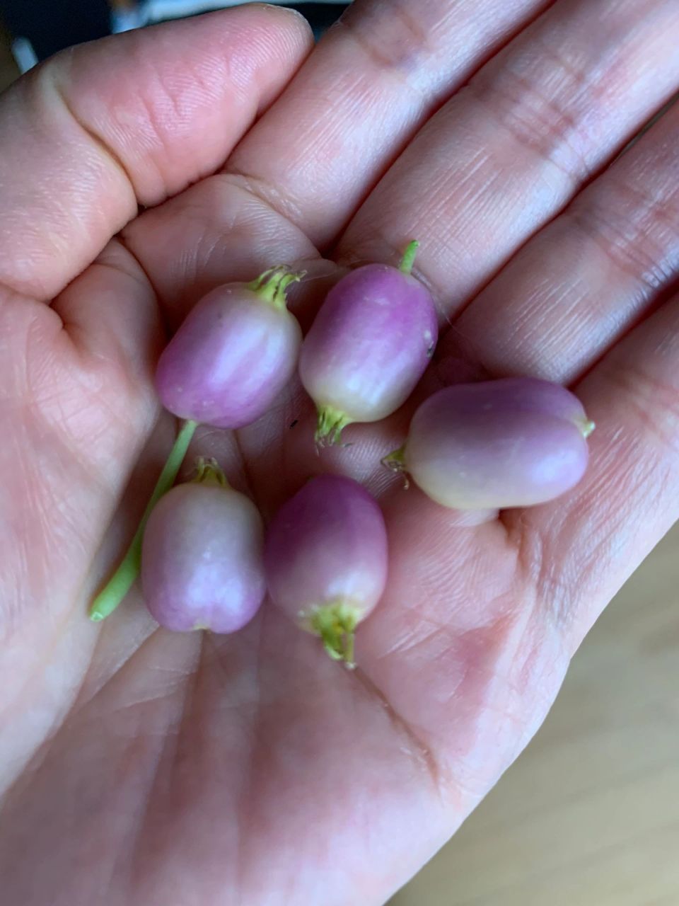 看看这长在地上的紫色小果果好可爱哦 它叫什么名字啊?