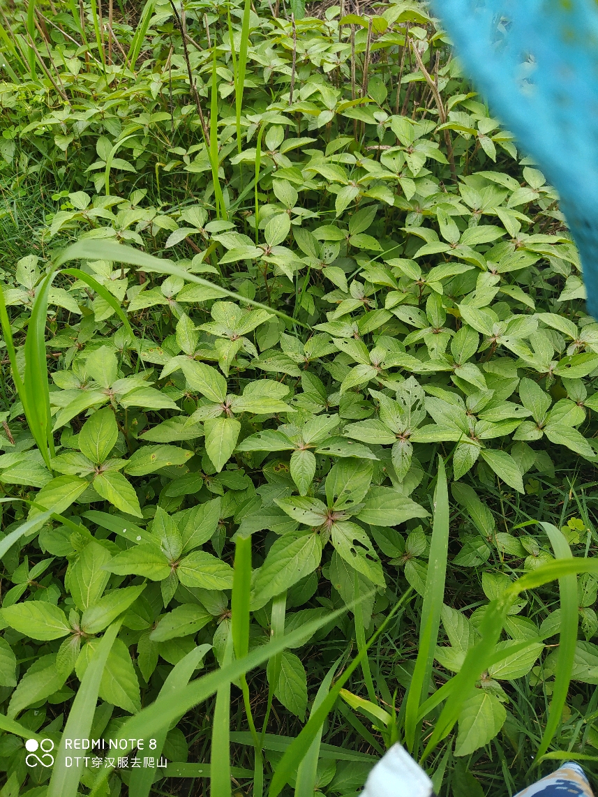 鸭脷草图片