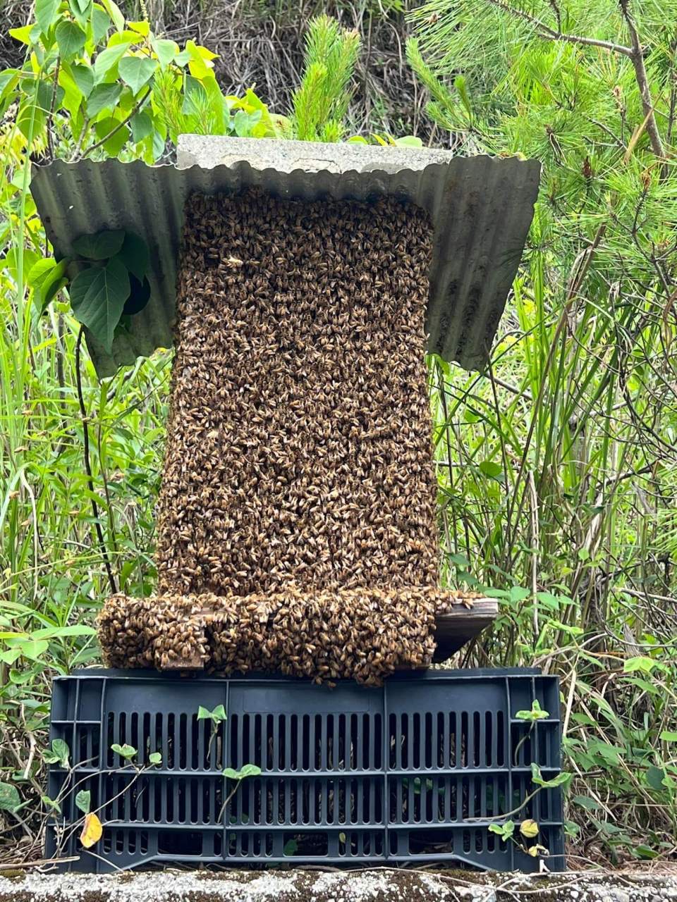 是这养蜂人这跑出去的,搞不懂这些蜜蜂是不是来了天敌都跑出窝外面了