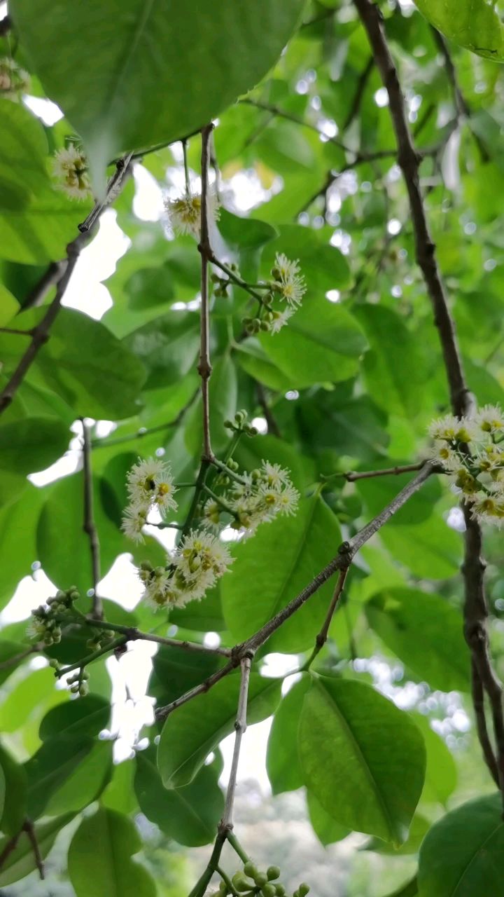 海南乌墨开花见过吗?