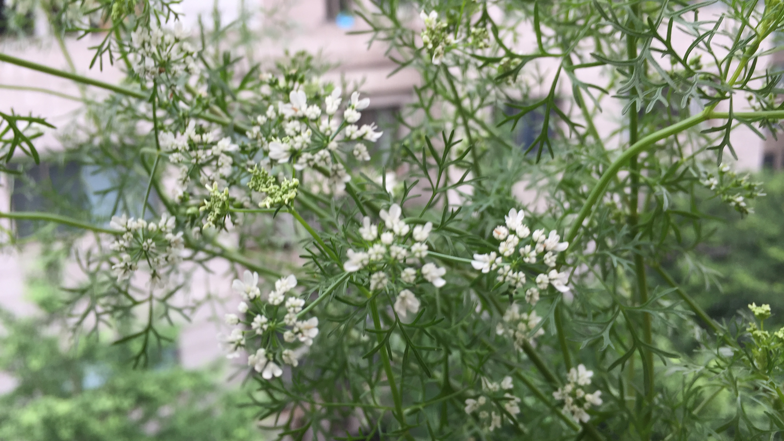 香菜的花可媲美满天星,观食同享