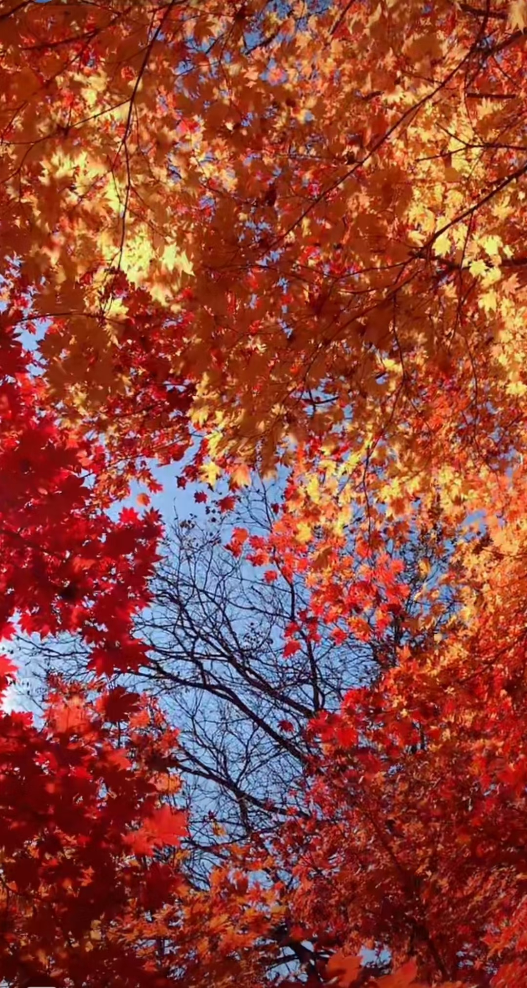 一叶知秋,枫叶红