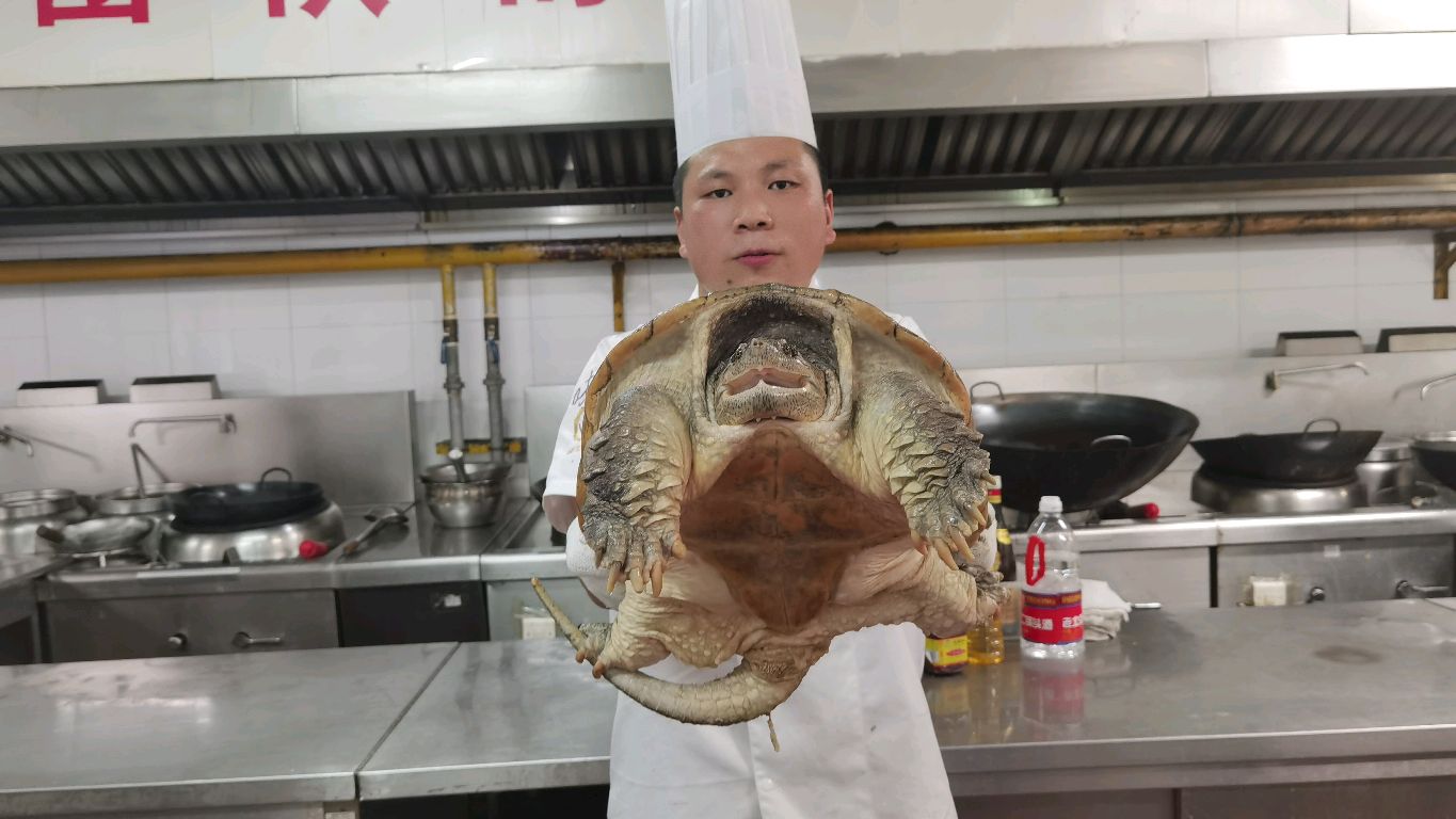 十几斤的鳄鱼龟炖汤,味道鲜美好吃,看酒店大厨如何制作