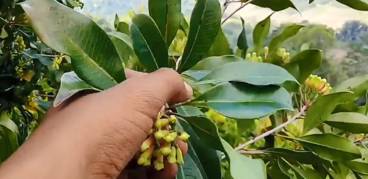 丁香花树多少钱一棵