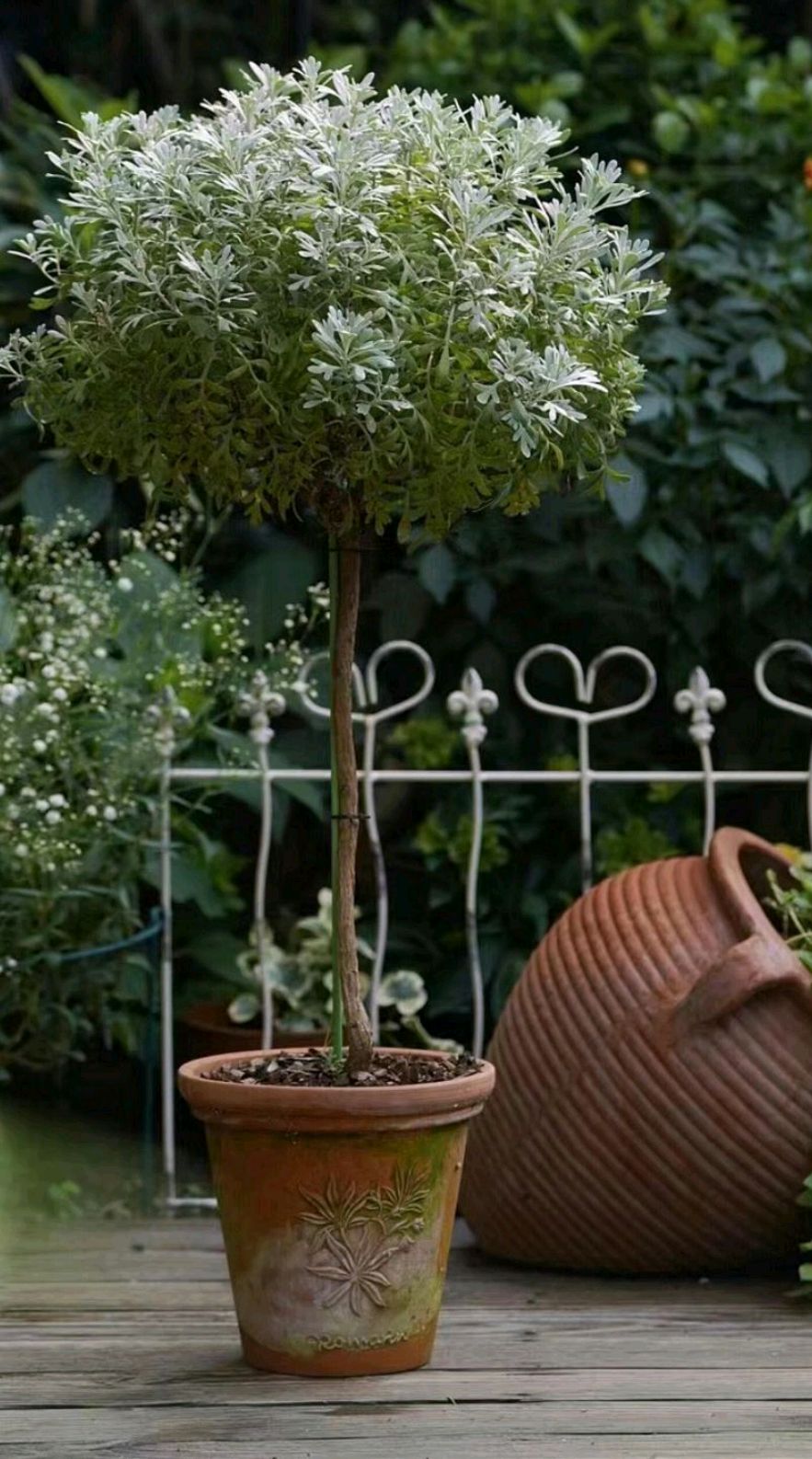 连芙蓉菊都能整成棒棒糖?真的是万物皆可棒啊!