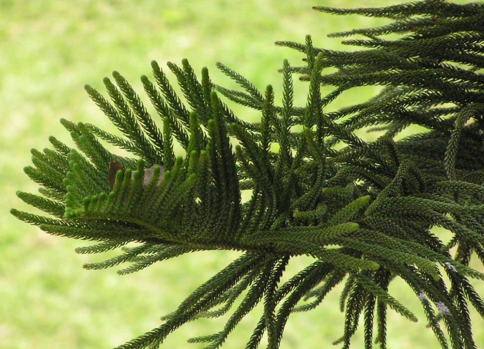 北方室内适合养什么大型绿植