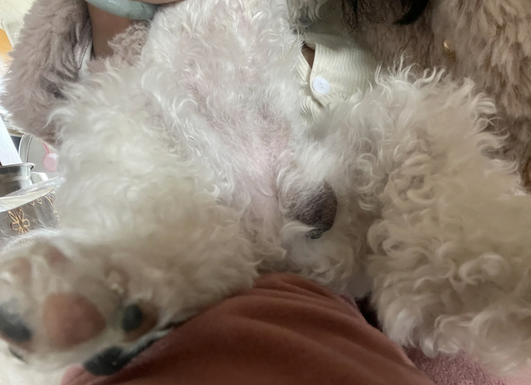 比熊这么黑的蛋蛋正常吗?