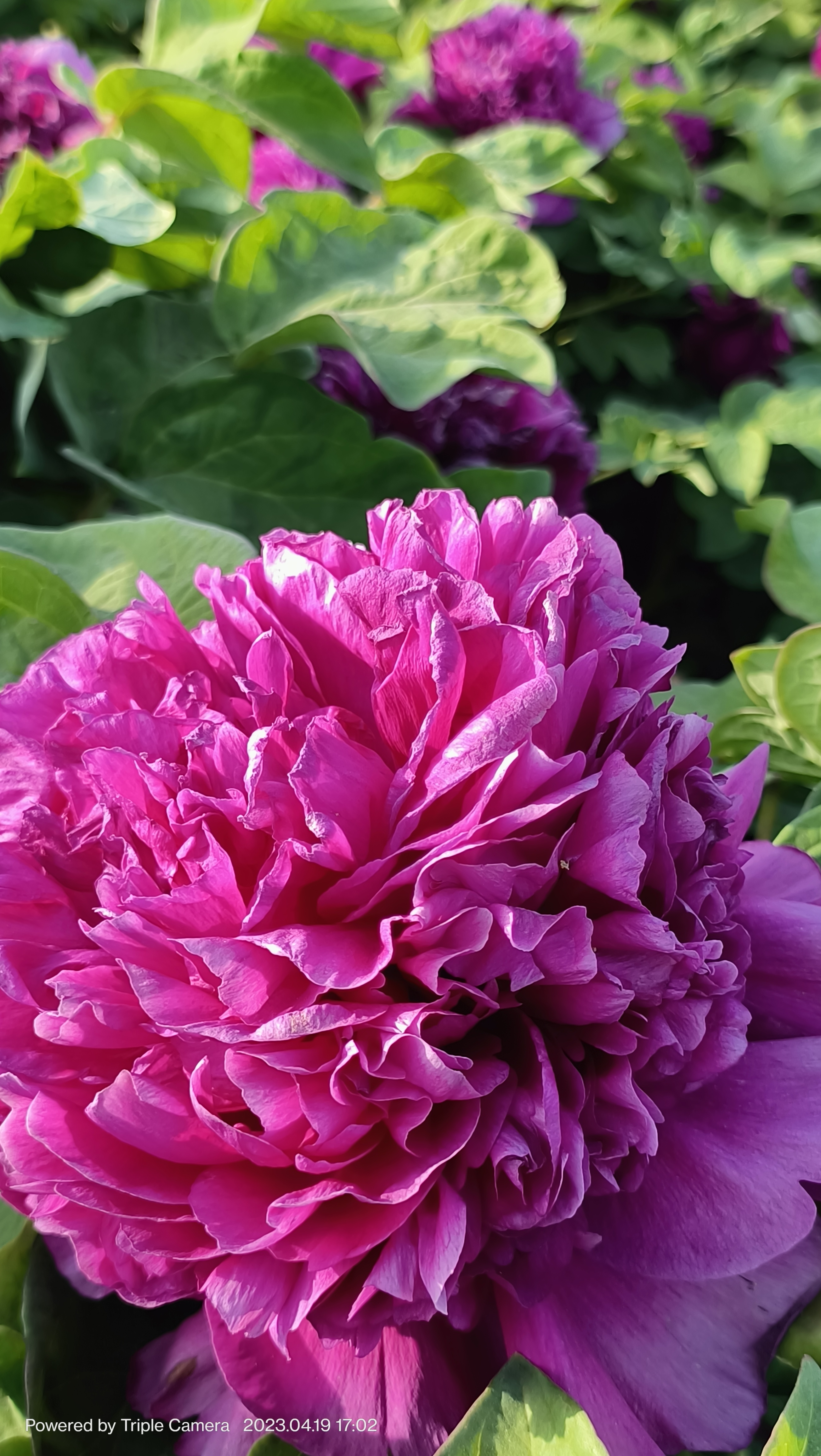 千姿百态,富贵吉祥.牡丹花