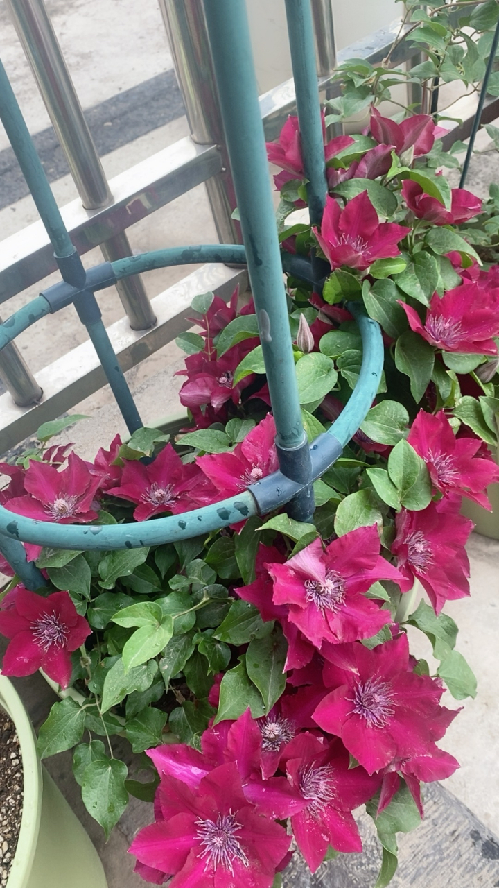 铁线莲!努比亚,小鸭