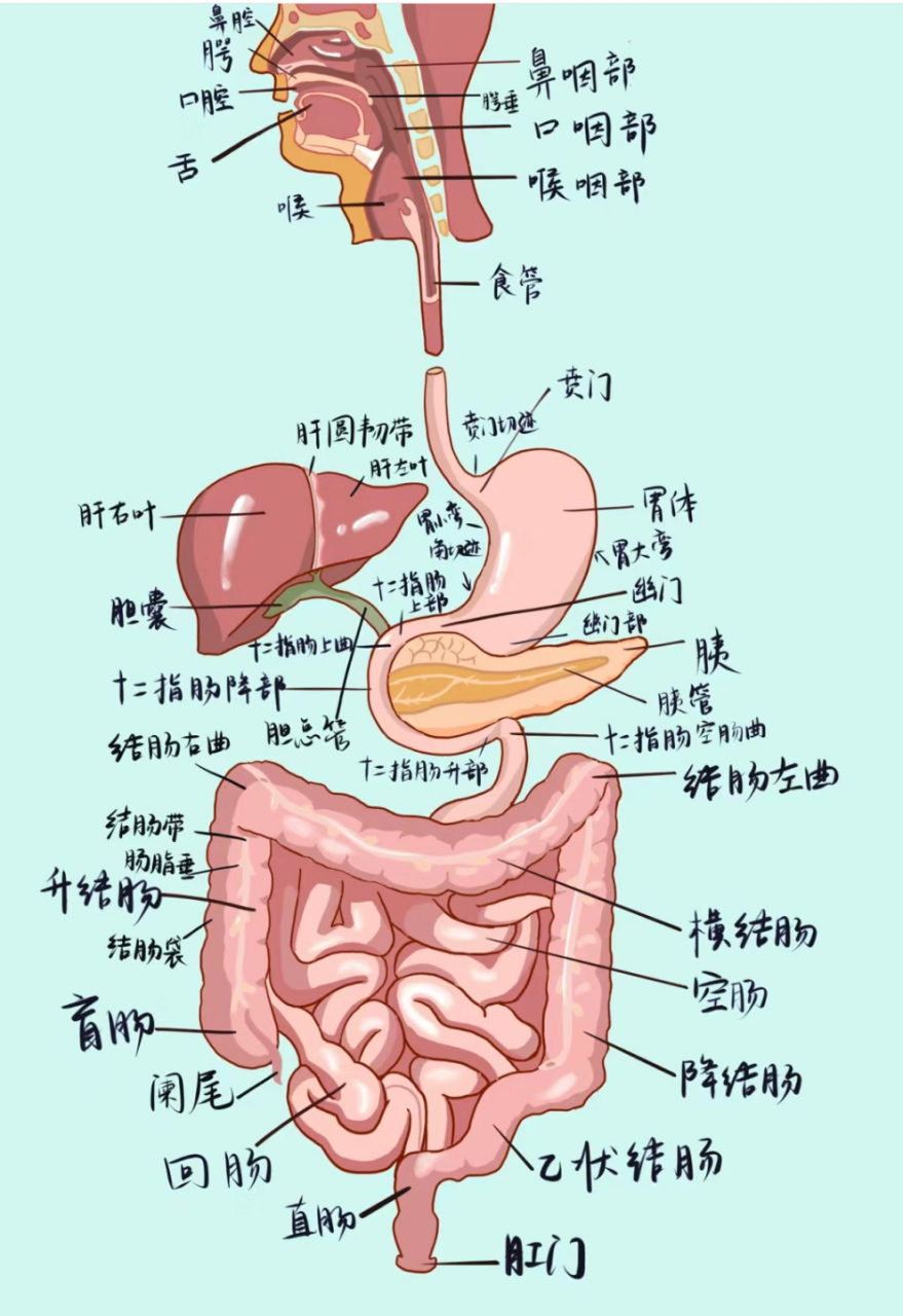 消化系统模式图手绘图图片