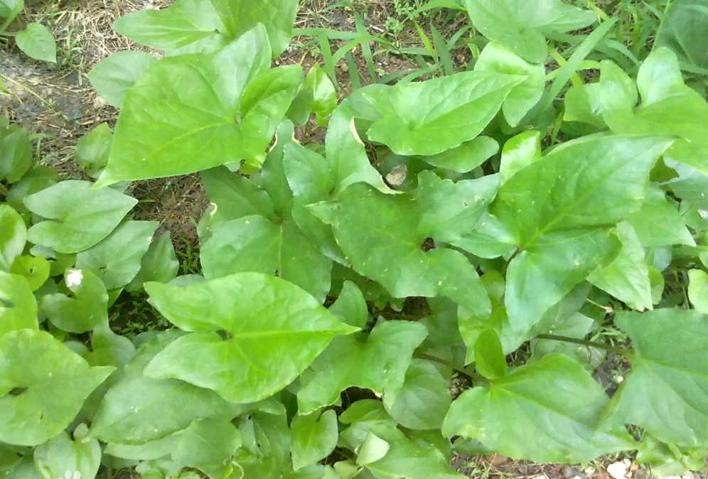 农学堂:旱半夏种植技术及亩收益