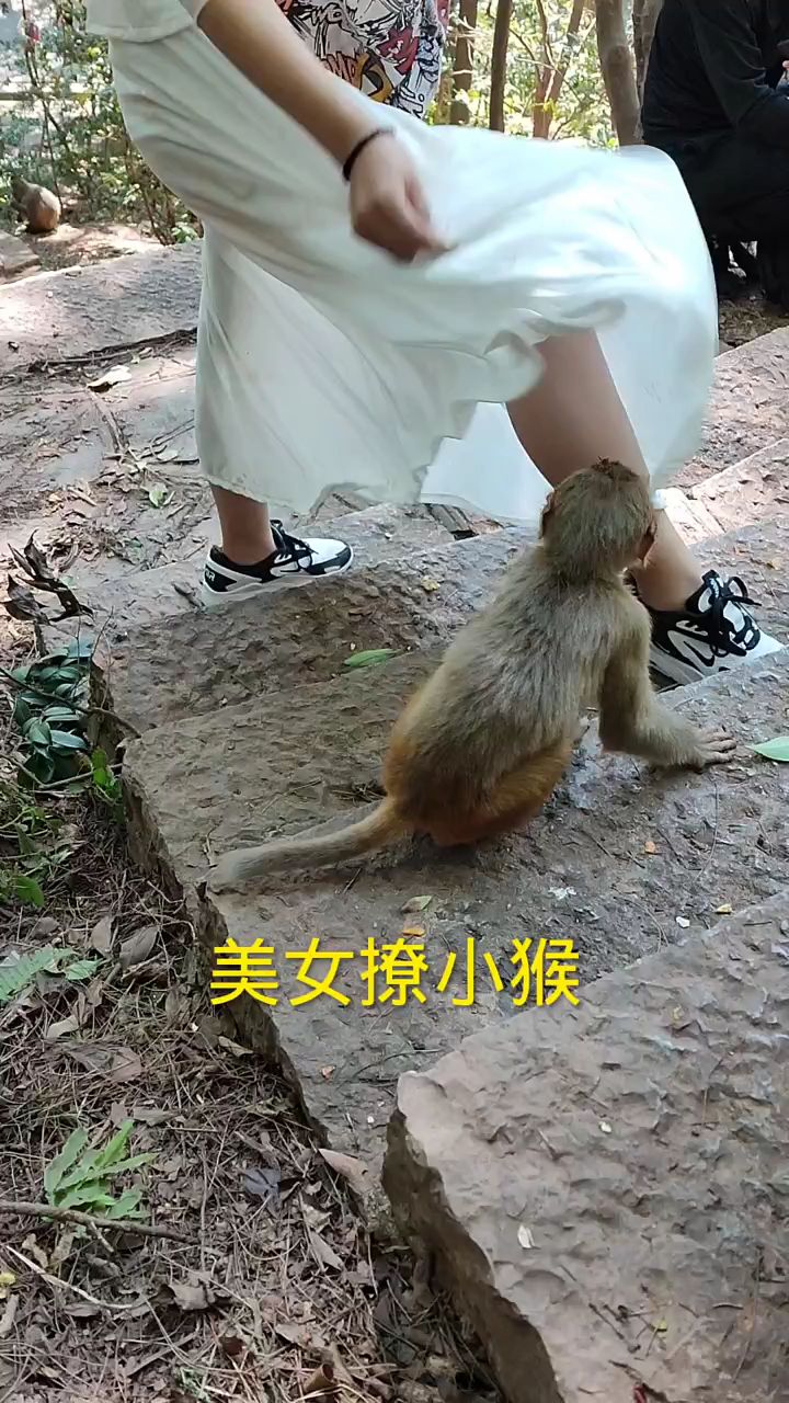 小猴子居然不配合美女撩裙子