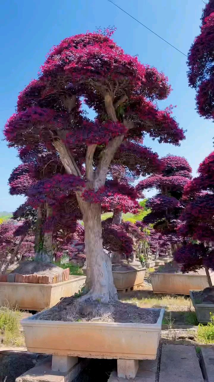 红花继木造型树红红火火四季不落叶适合庭院别墅农家小院栽植-度小视