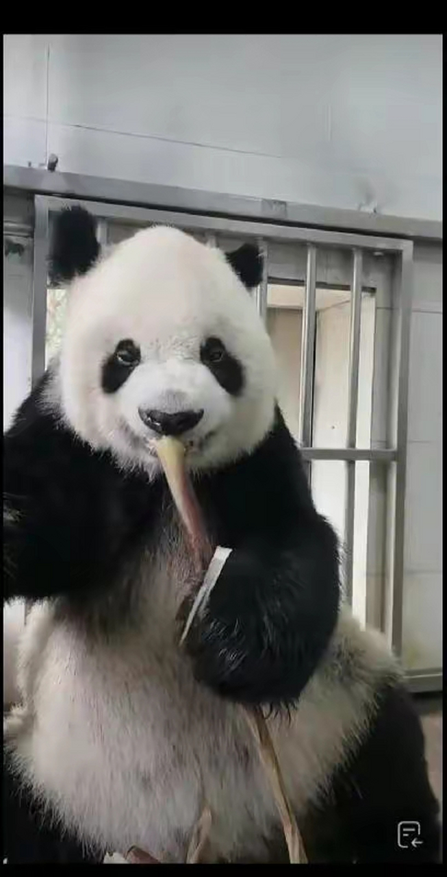 大熊猫"高高",外号"小奶高",耳朵一只大一只小,辨识度非常高,是一个凭