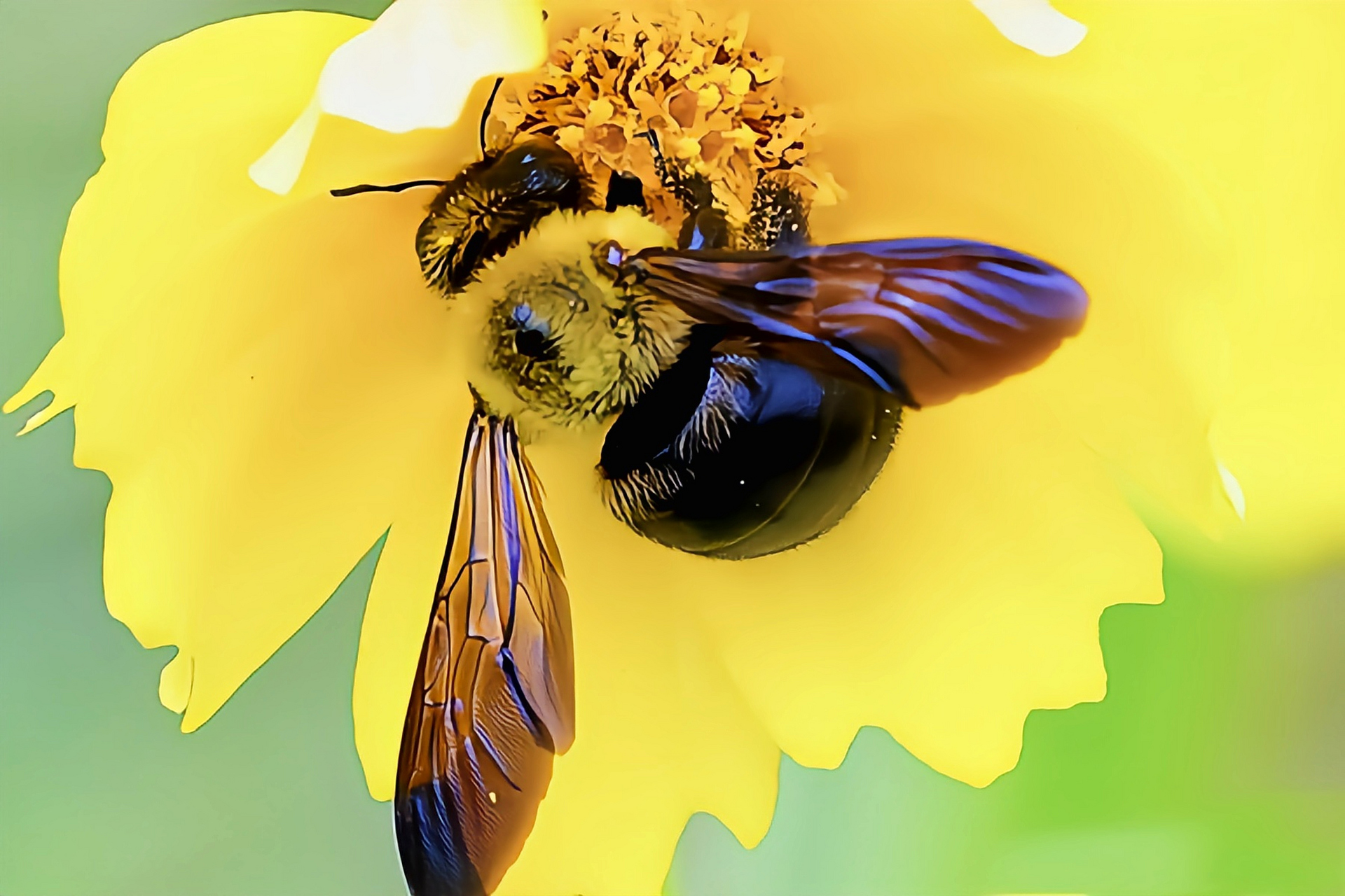 每天认识一种昆虫——黄胸蜜蜂 黄胸木蜂是膜翅目, 蜜蜂科,木蜂属昆虫