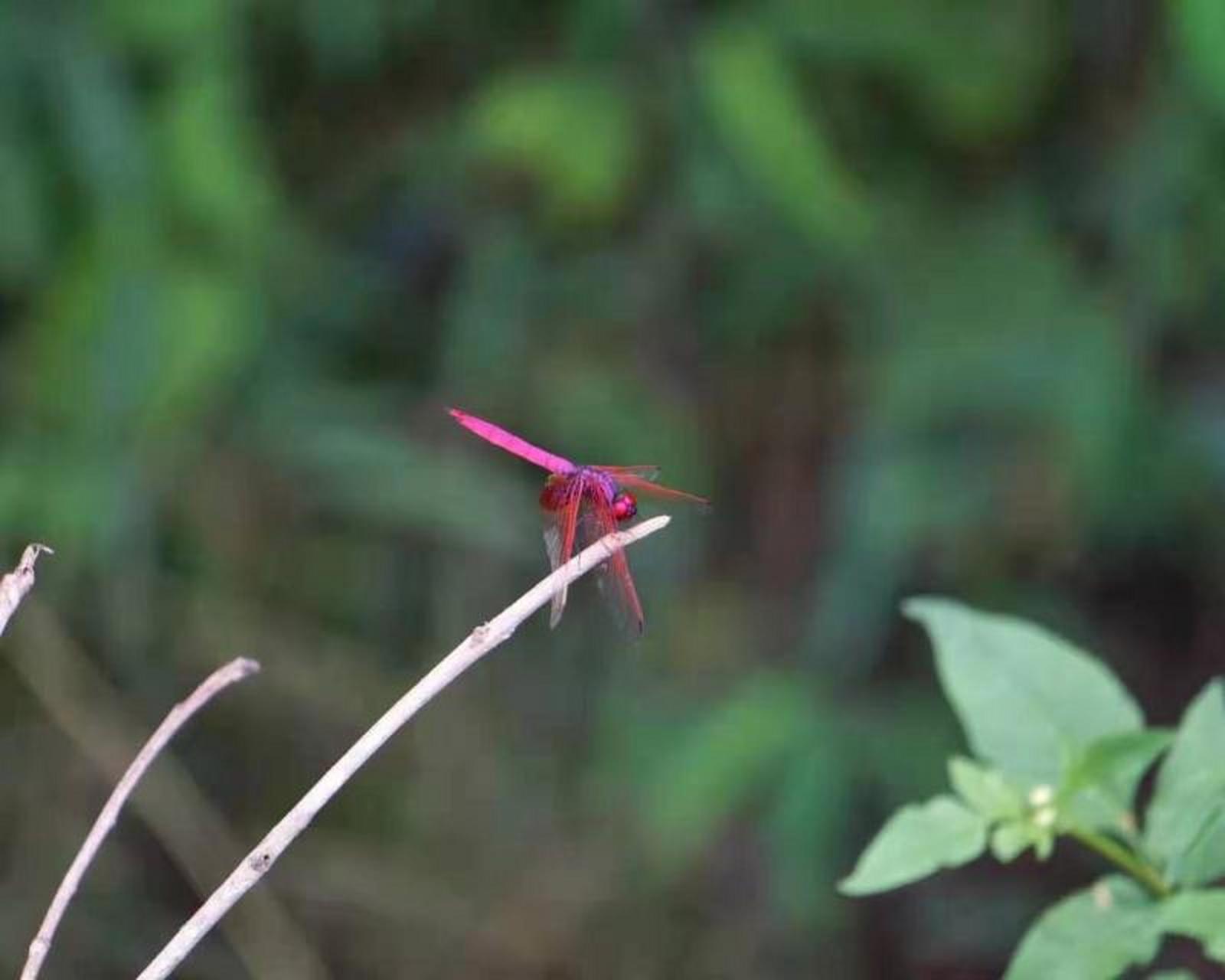 紫蜻蜓图片