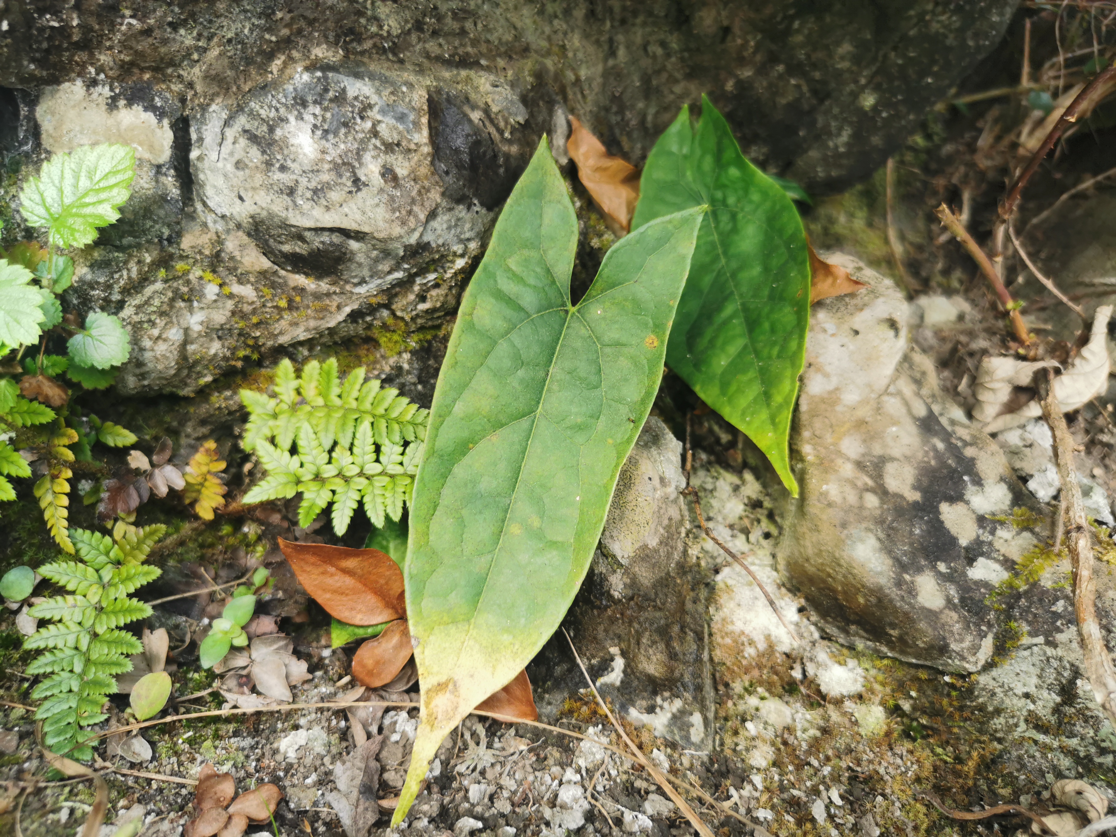 农村这种植物,被称为传说中的金线吊葫芦,清热解毒滋阴降火