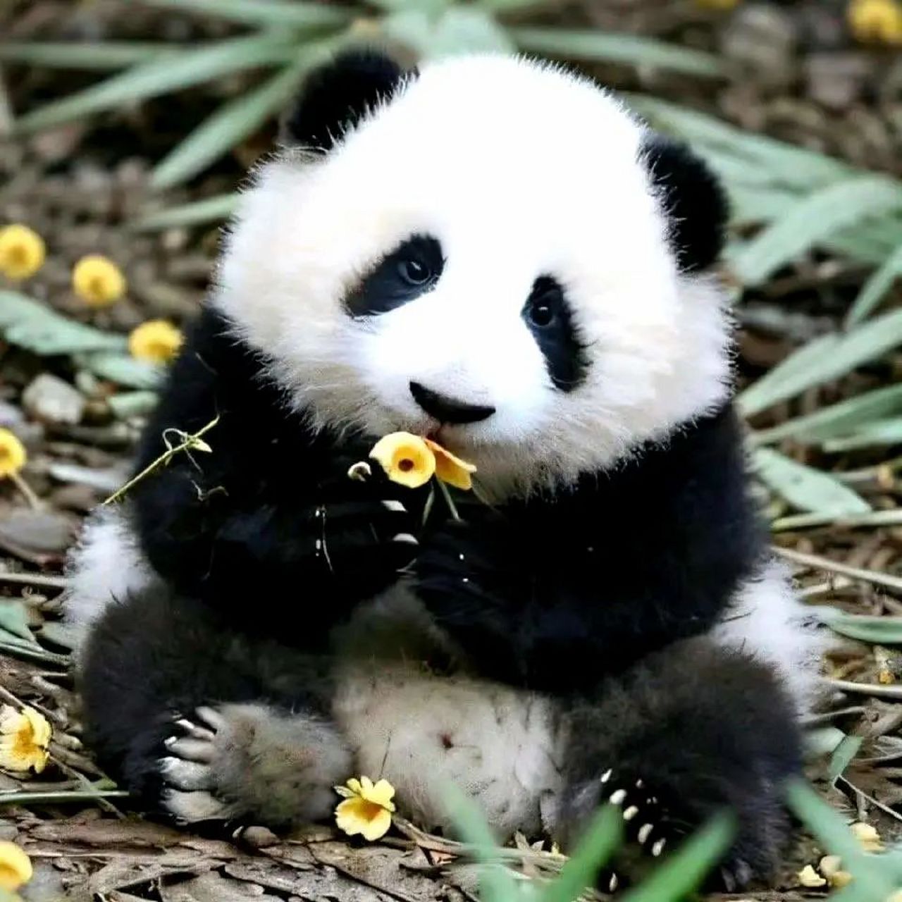 小熊猫照片 可爱呆萌图片