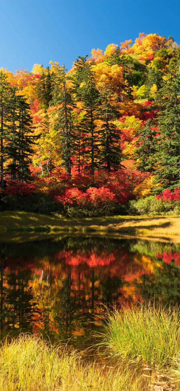 插姐姐的的敏感区域被误伤引发争议网友炸锅警方介入调查真相