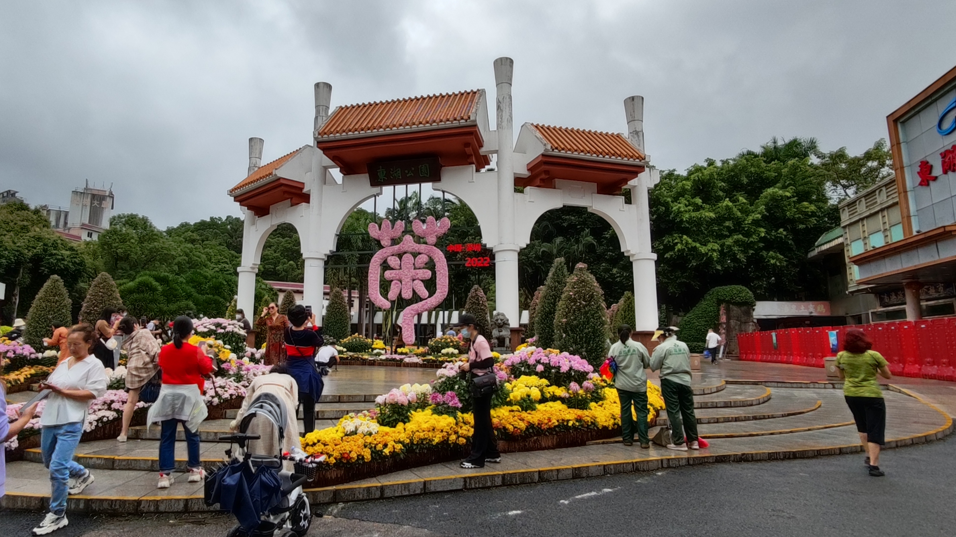 雨中賞菊,遊深圳東湖公園2022年菊花展