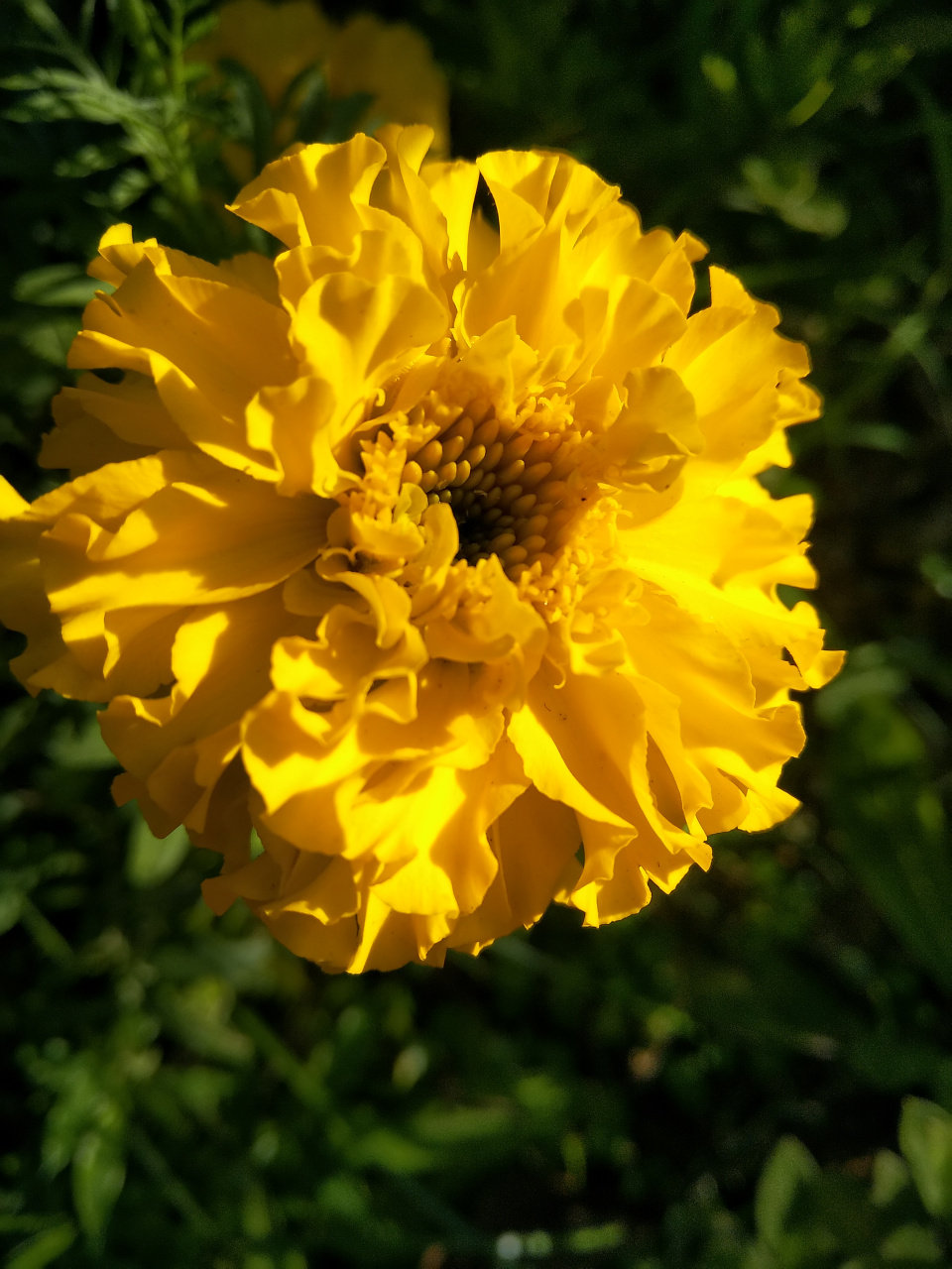 万寿菊(臭芙蓉,臭菊花)  93菊科万寿菊属一年生草本植物.