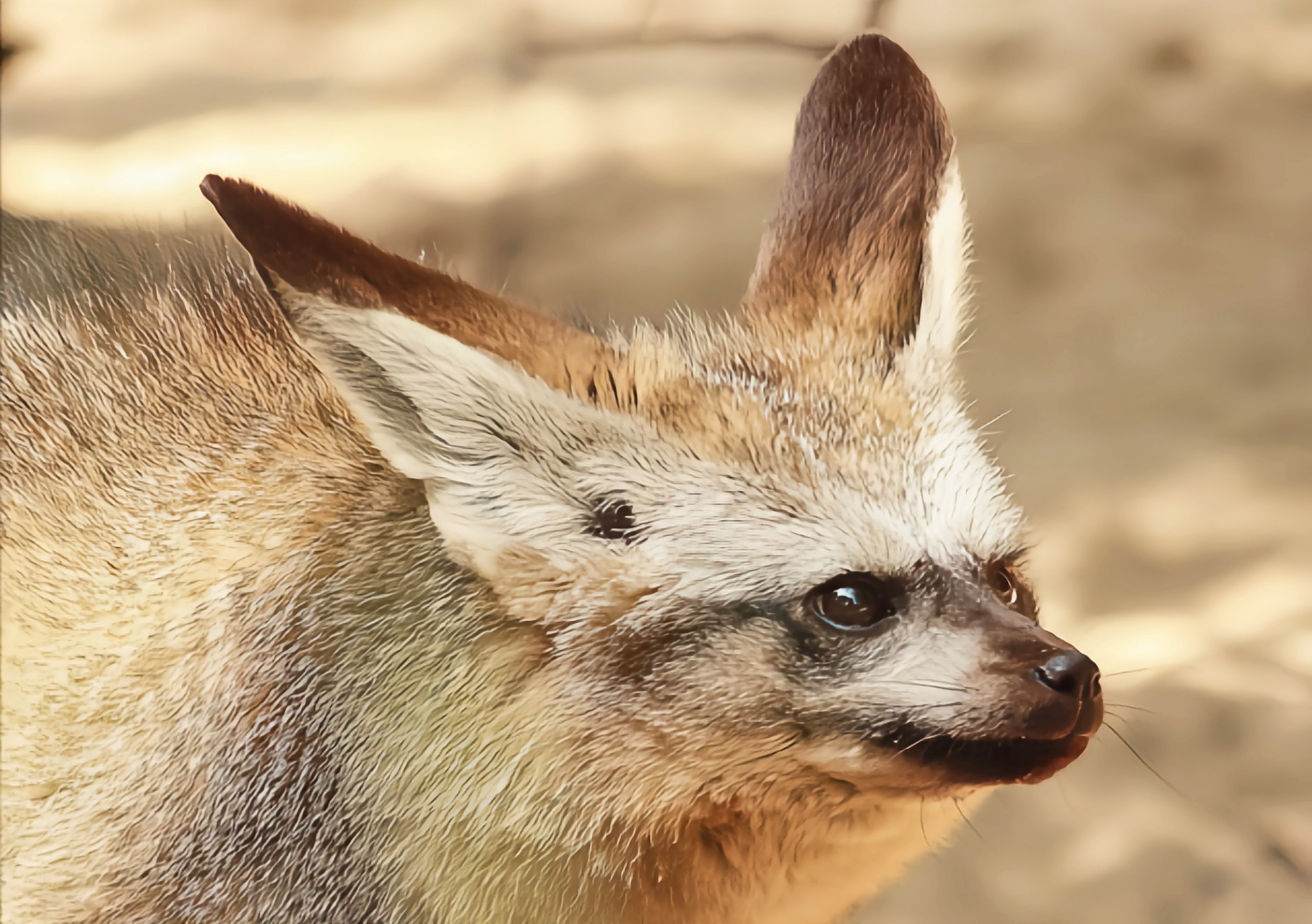 每天认识一种动物——大耳狐 大耳狐别名蝠耳狐,好望角狐,栖息于干旱