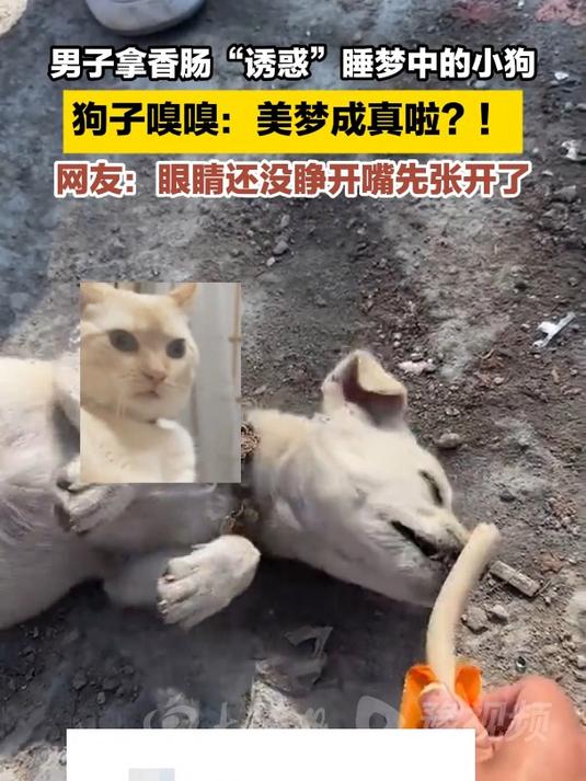 男子拿香肠"诱惑"睡梦中的小狗 狗子嗅嗅:美梦成真啦?
