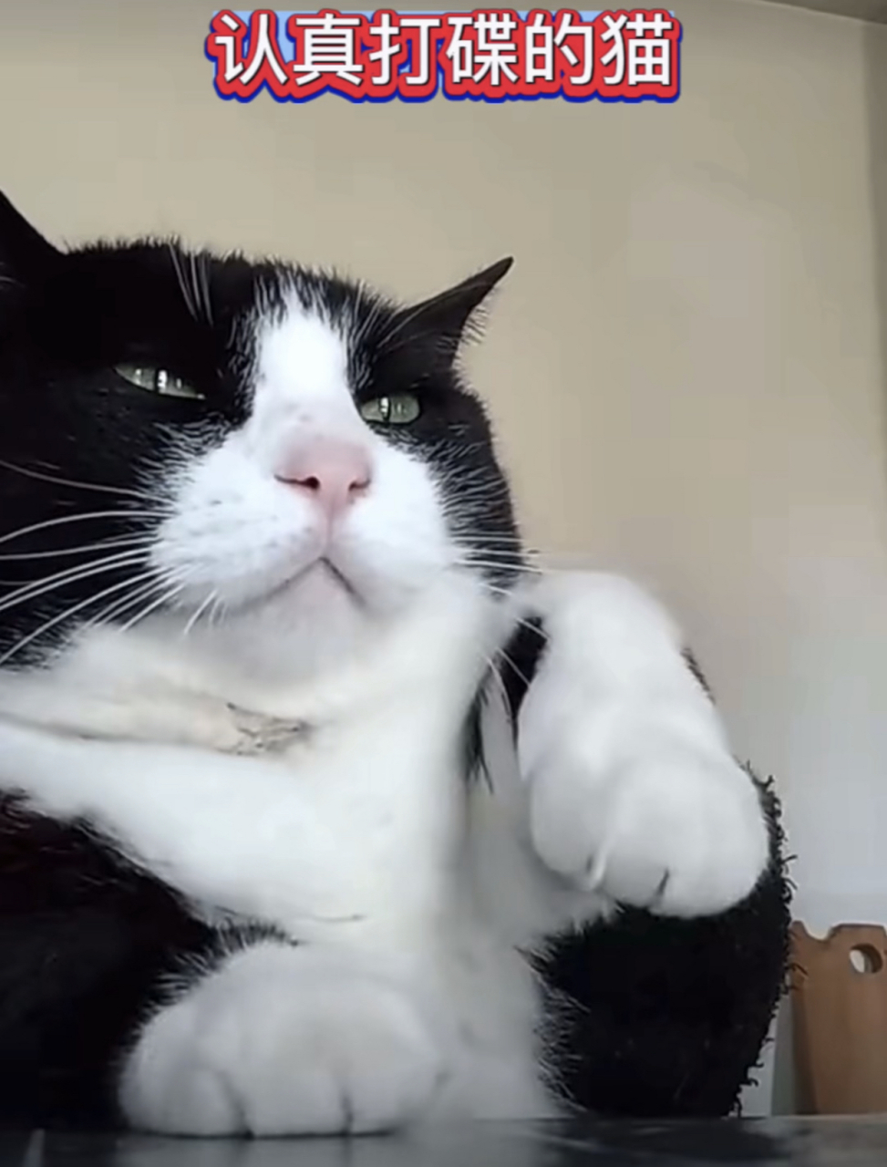 认真打碟的猫,表情眼神满分