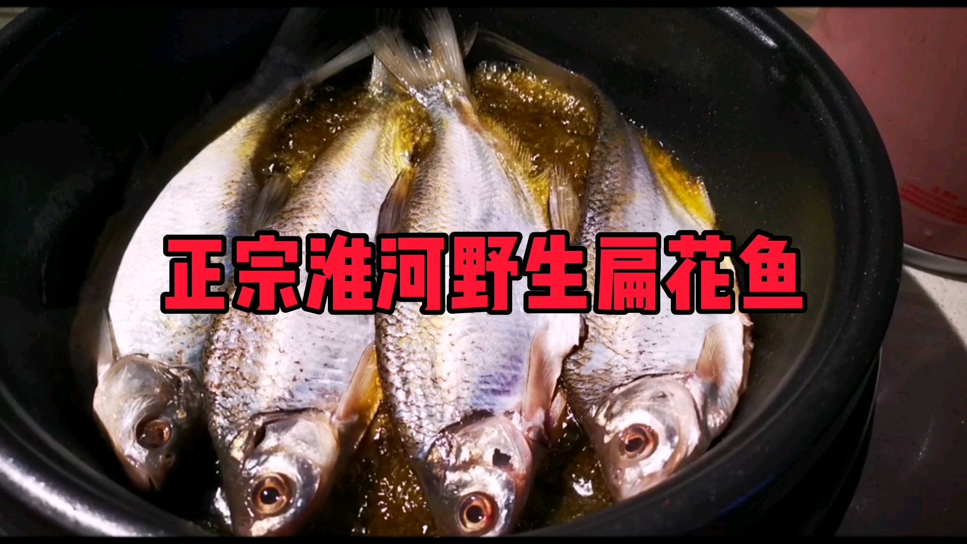 正宗淮河野生扁花鱼!
