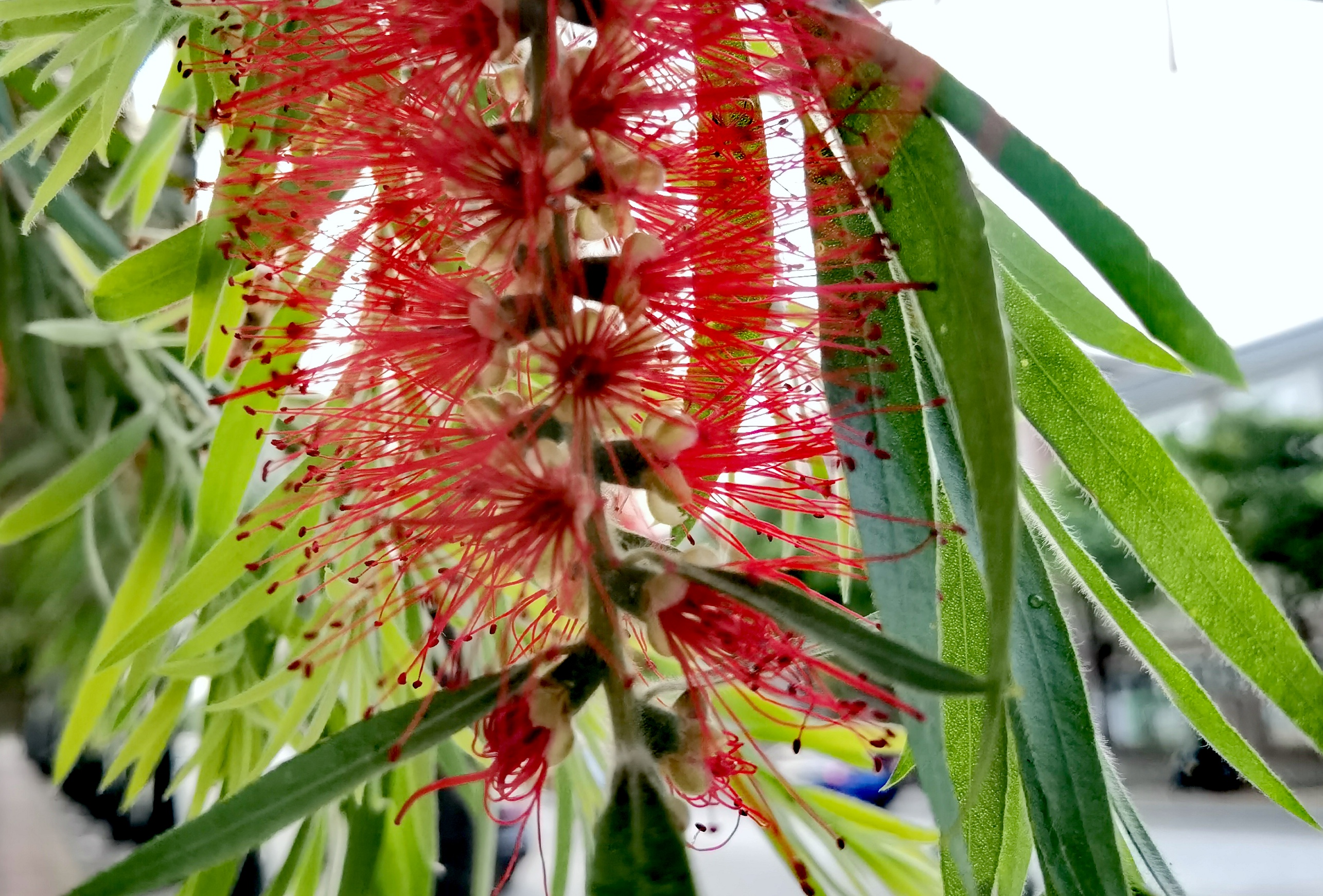 串钱柳花开红艳艳,花开一串串